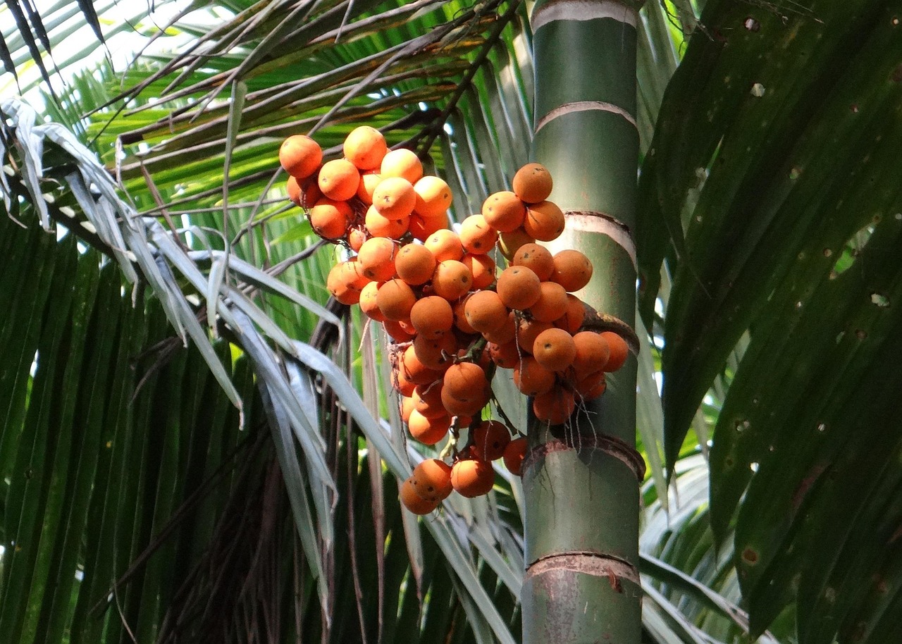arecanut, betelnut, nut, palm nut, areca palm, tree, ripe, ramanguli, india, arecanut, arecanut, arecanut, arecanut, arecanut
